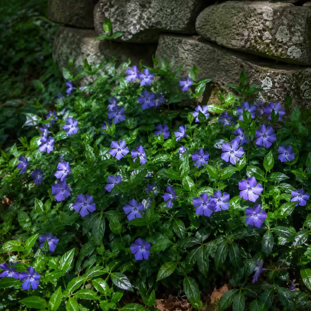 Common Periwinkle (Vinca minor)