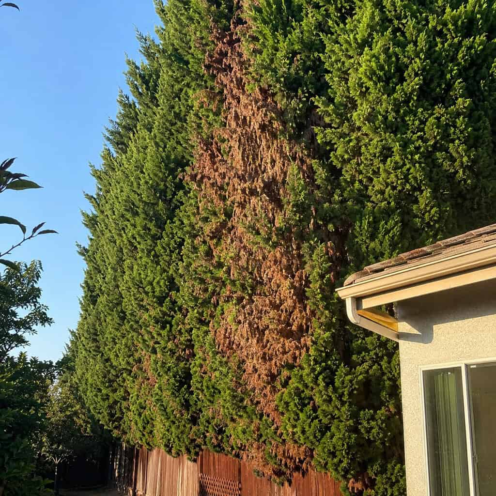 Leyland Cypress