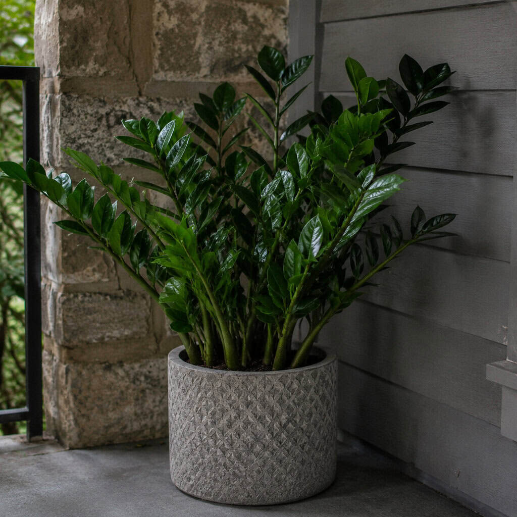 ZZ Plant (Zamioculcas)