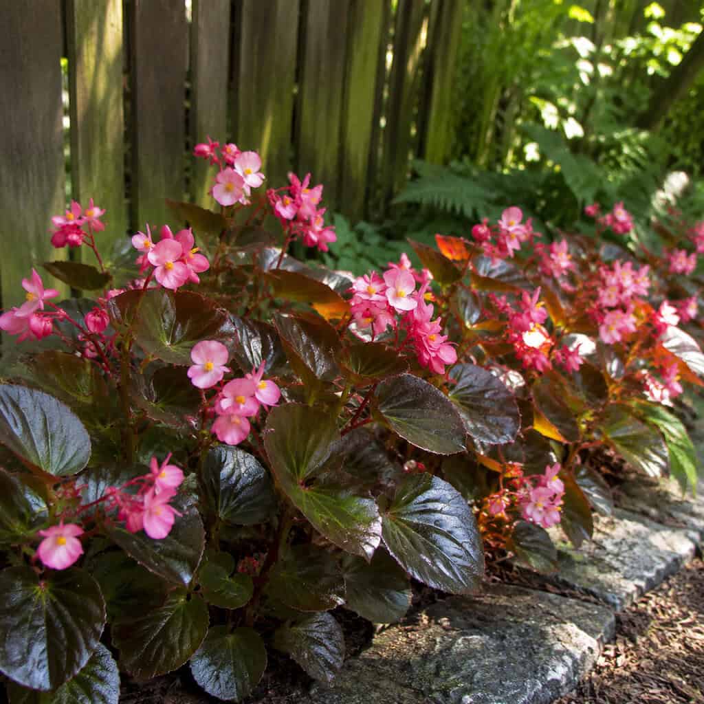 Begonia (Wax and Tuberous)