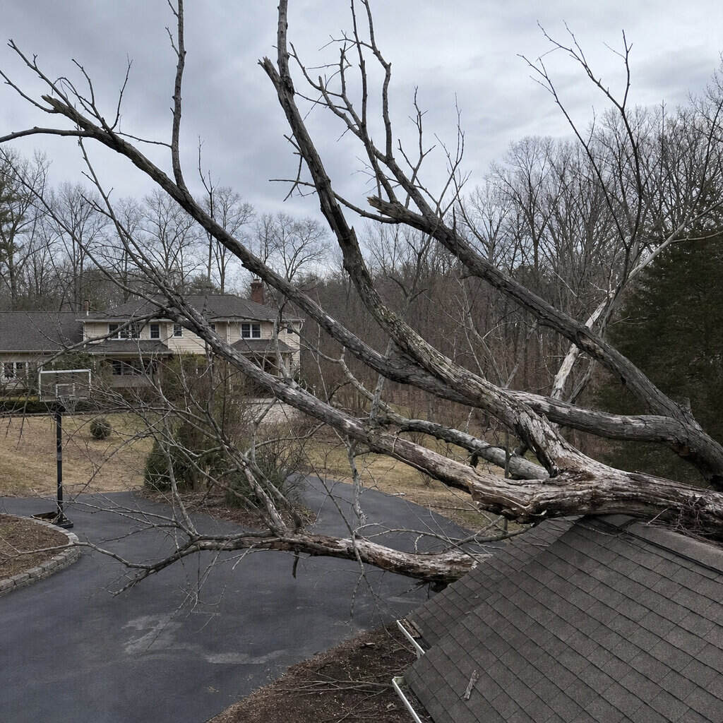 Dead or Diseased Trees