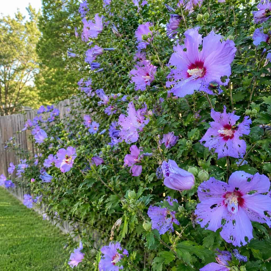 Rose of Sharon (Hardy Hibiscus)