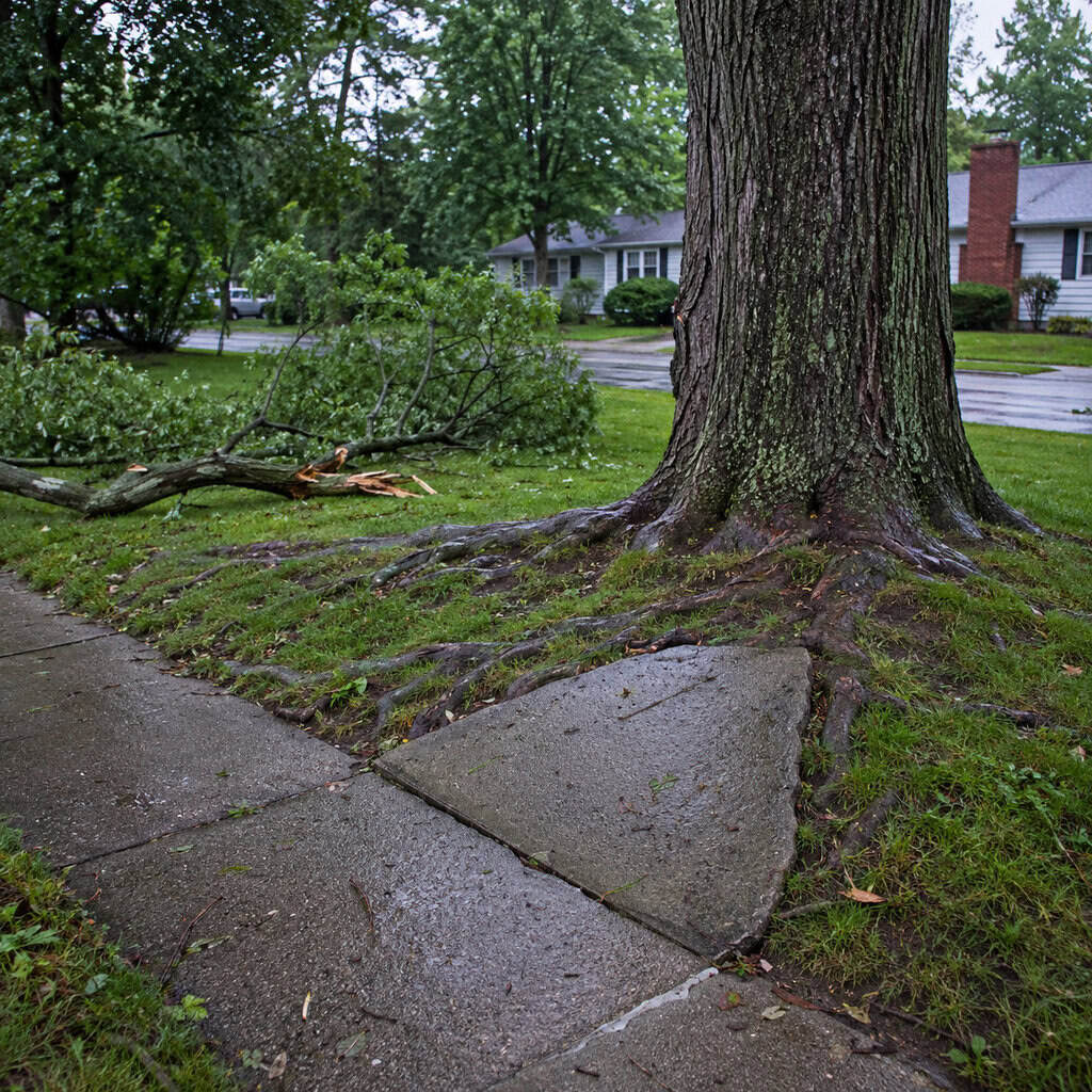Silver Maple