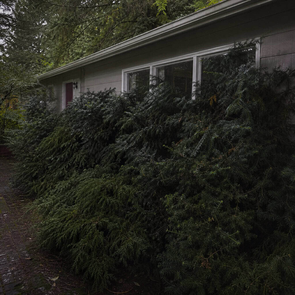 Overgrown Evergreen Foundation Shrubs