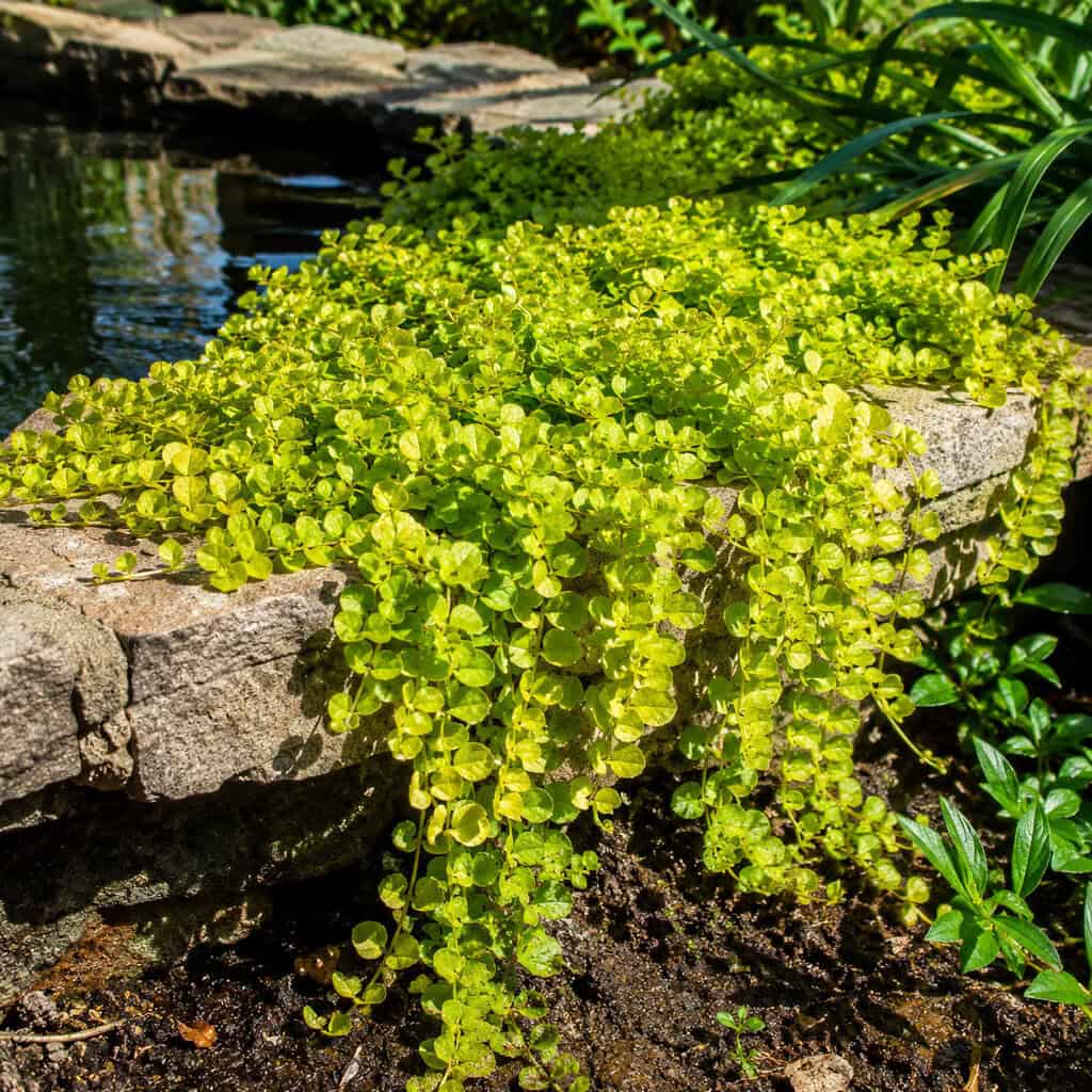 Creeping Jenny / Moneywort (Lysimachia nummularia)