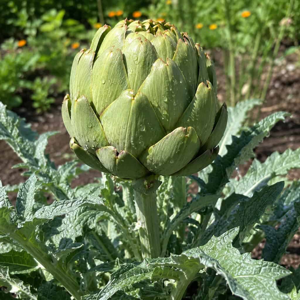 Globe Artichoke