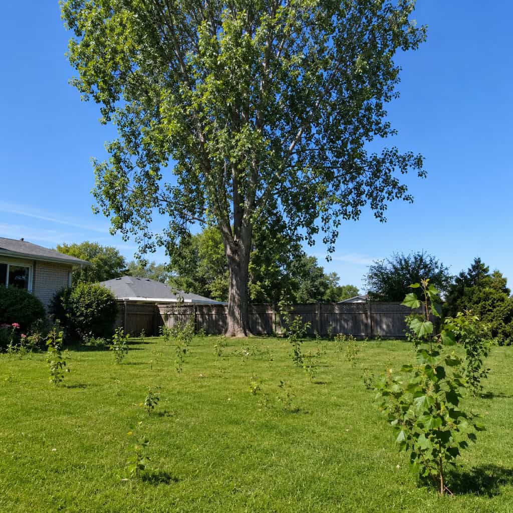 Hybrid Poplar