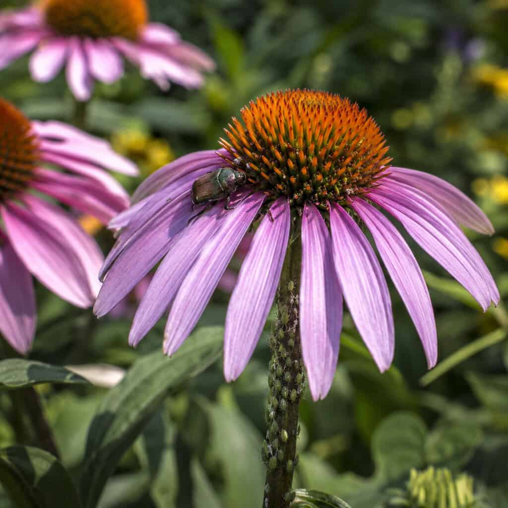 Purple Coneflower (Echinacea)