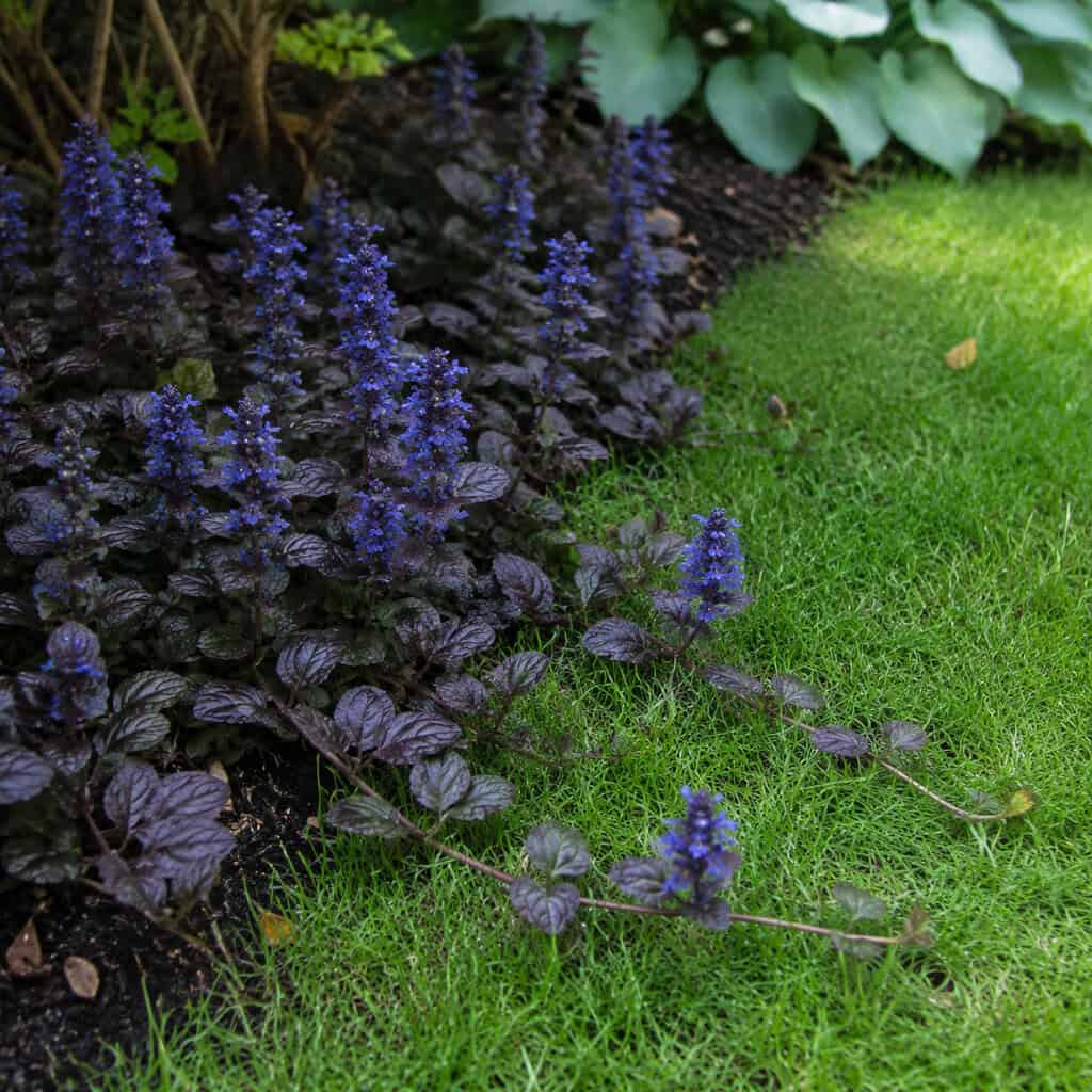 Ajuga / Bugleweed (Ajuga reptans)
