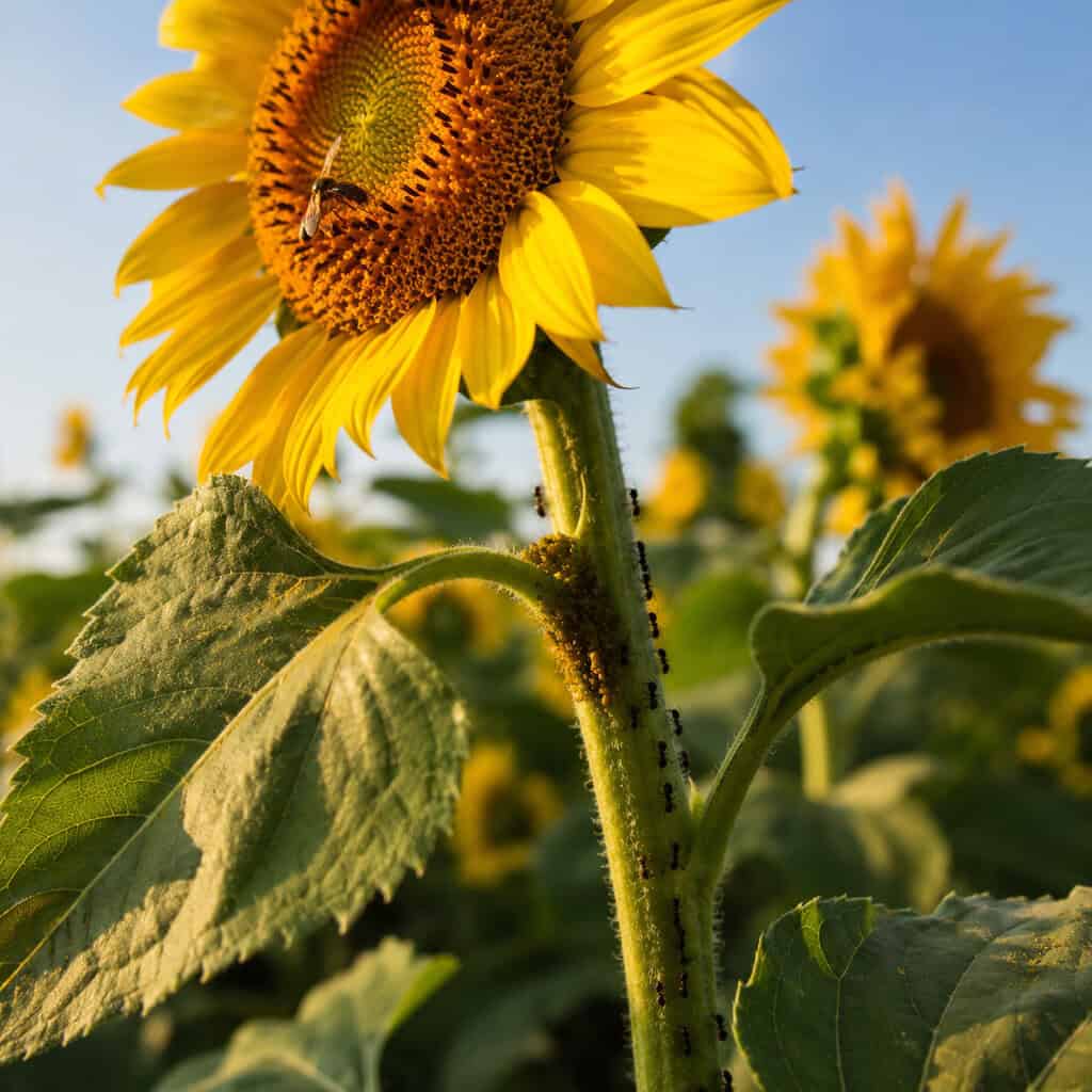 Sunflowers