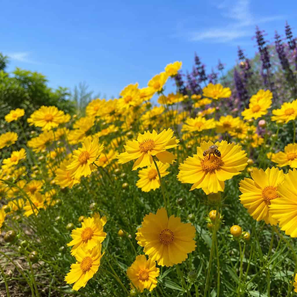 Coreopsis (Tickseed)