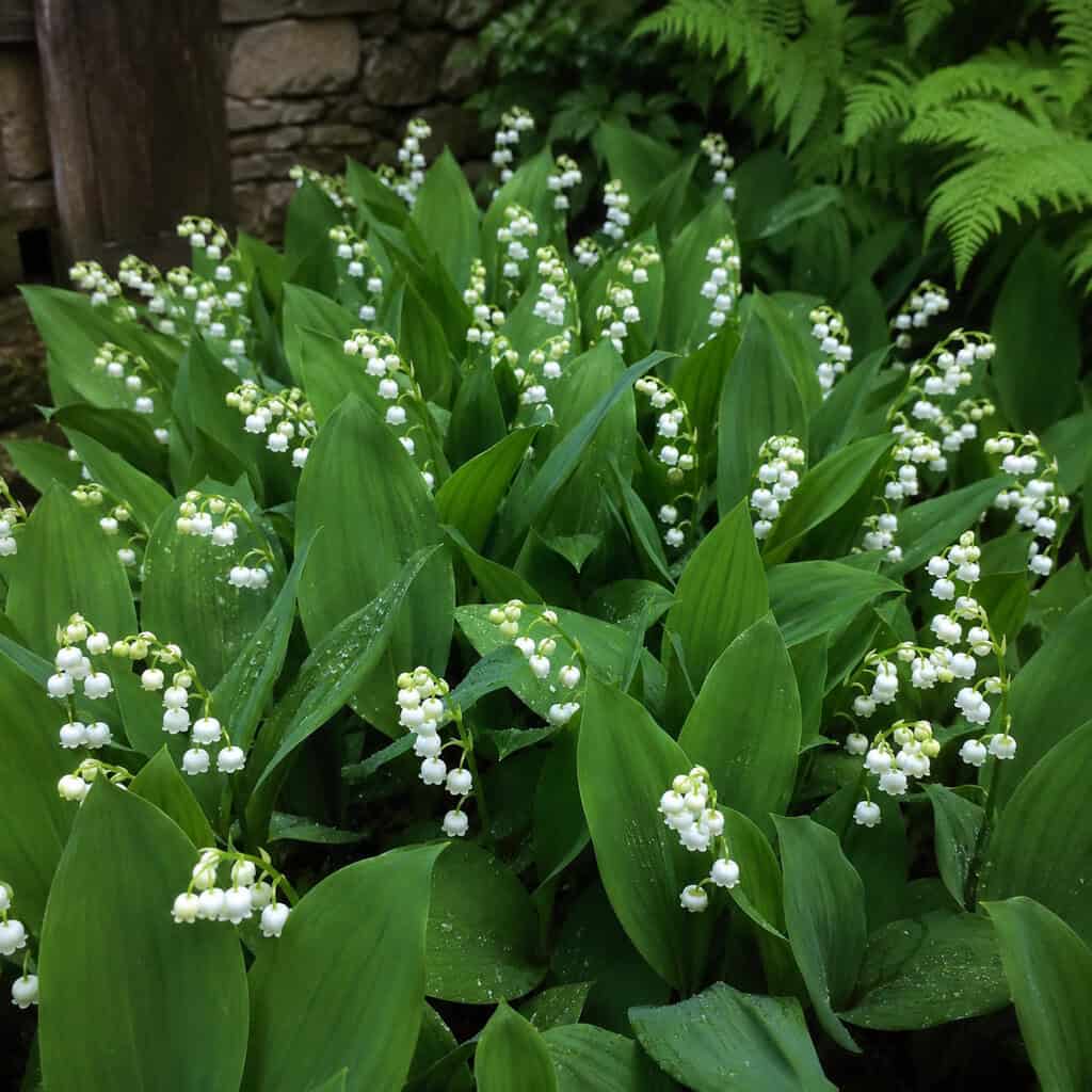 Lily of the Valley (Convallaria majalis)