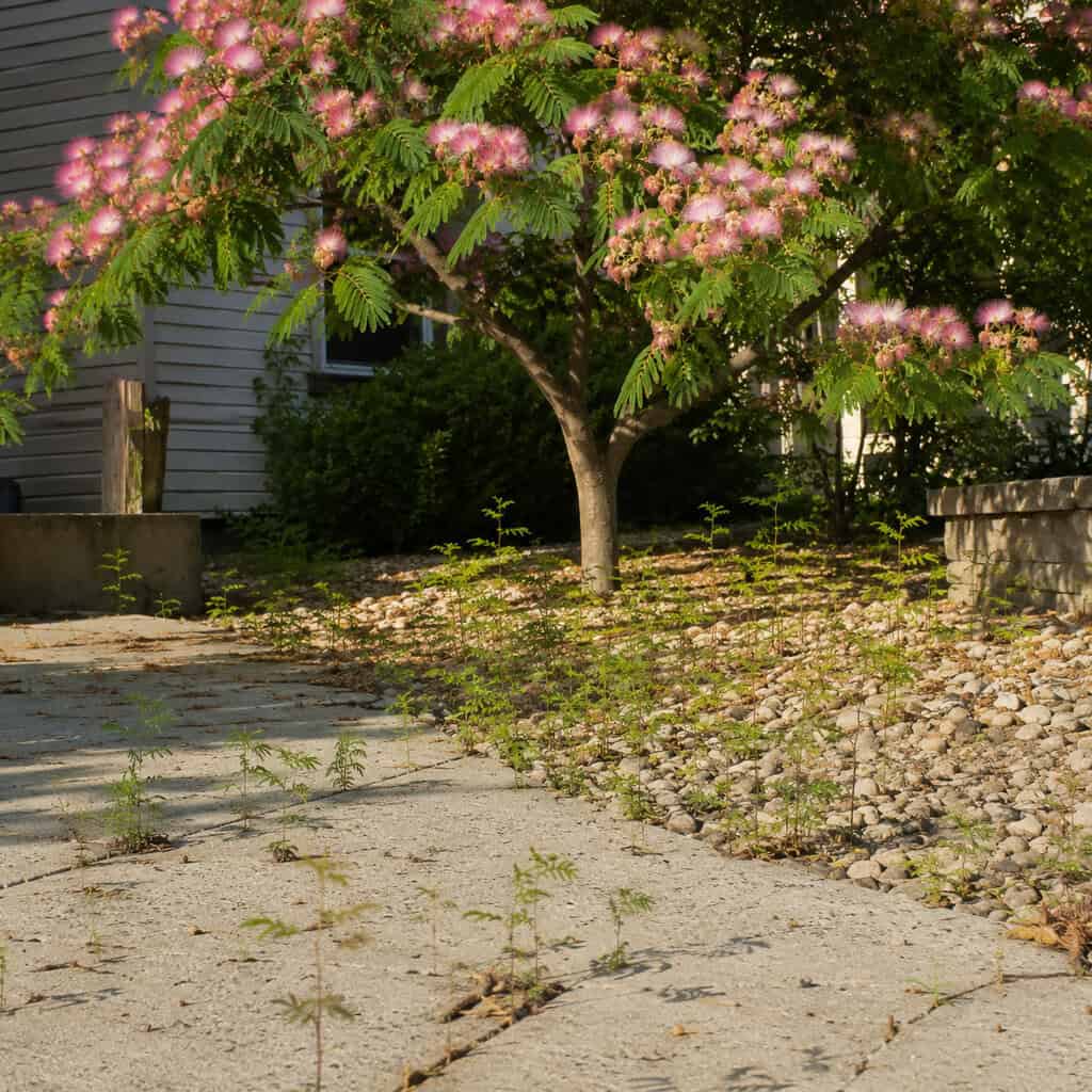 Mimosa (Silk Tree)