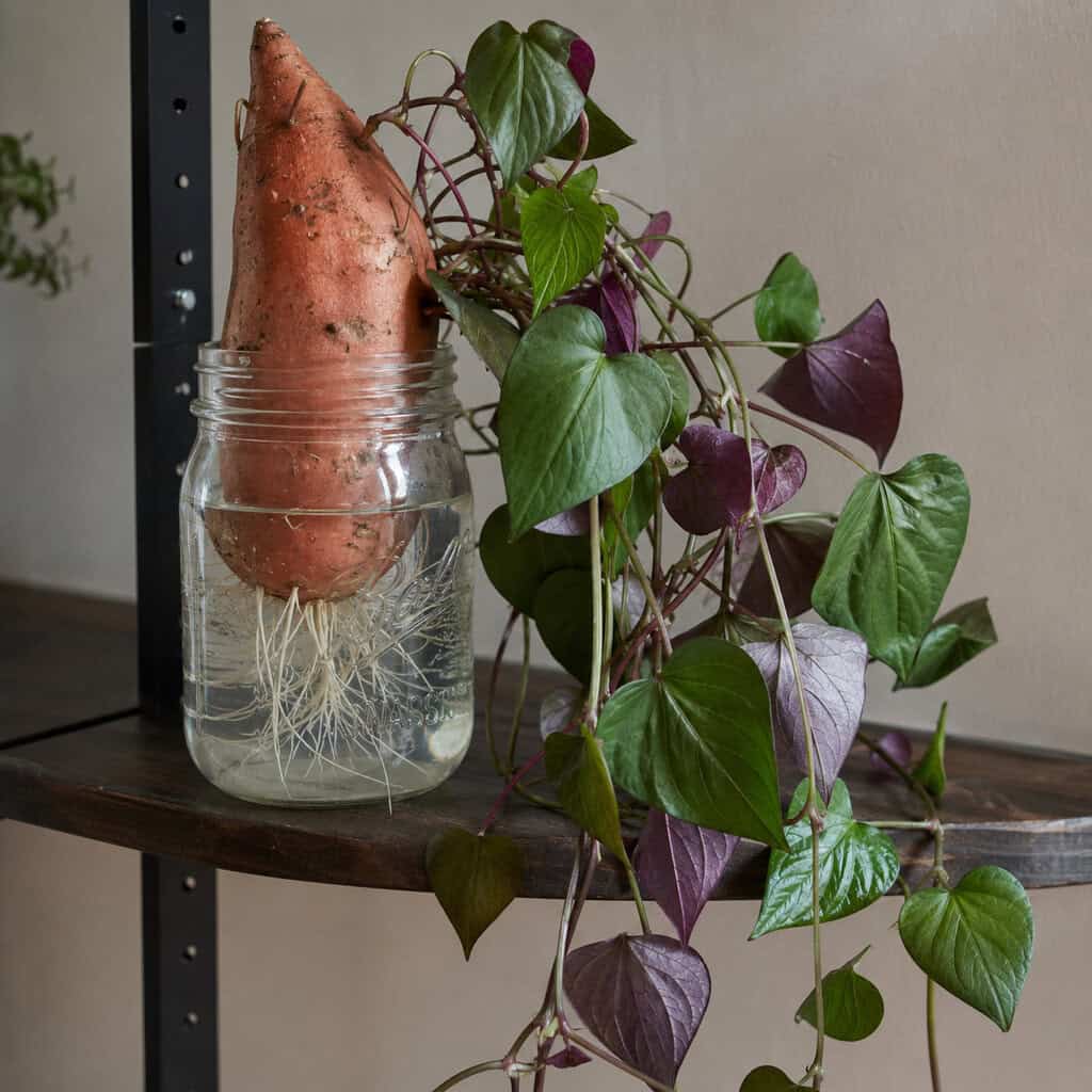 Sweet Potato