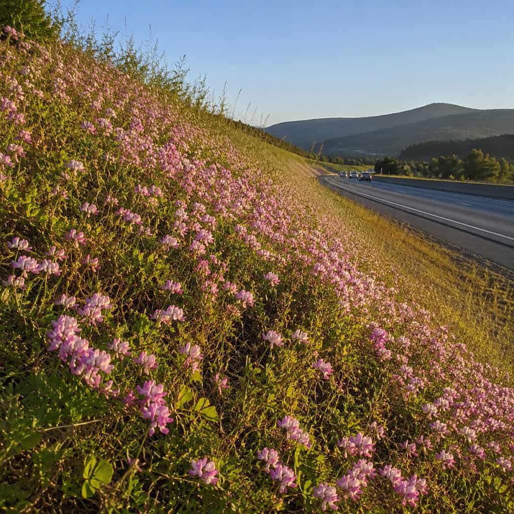 Crown Vetch (Securigera varia)