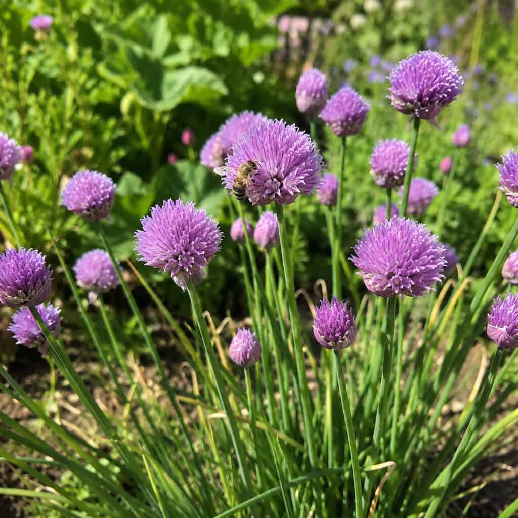 Chives