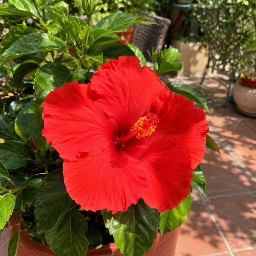 Hibiscus (Tropical)
