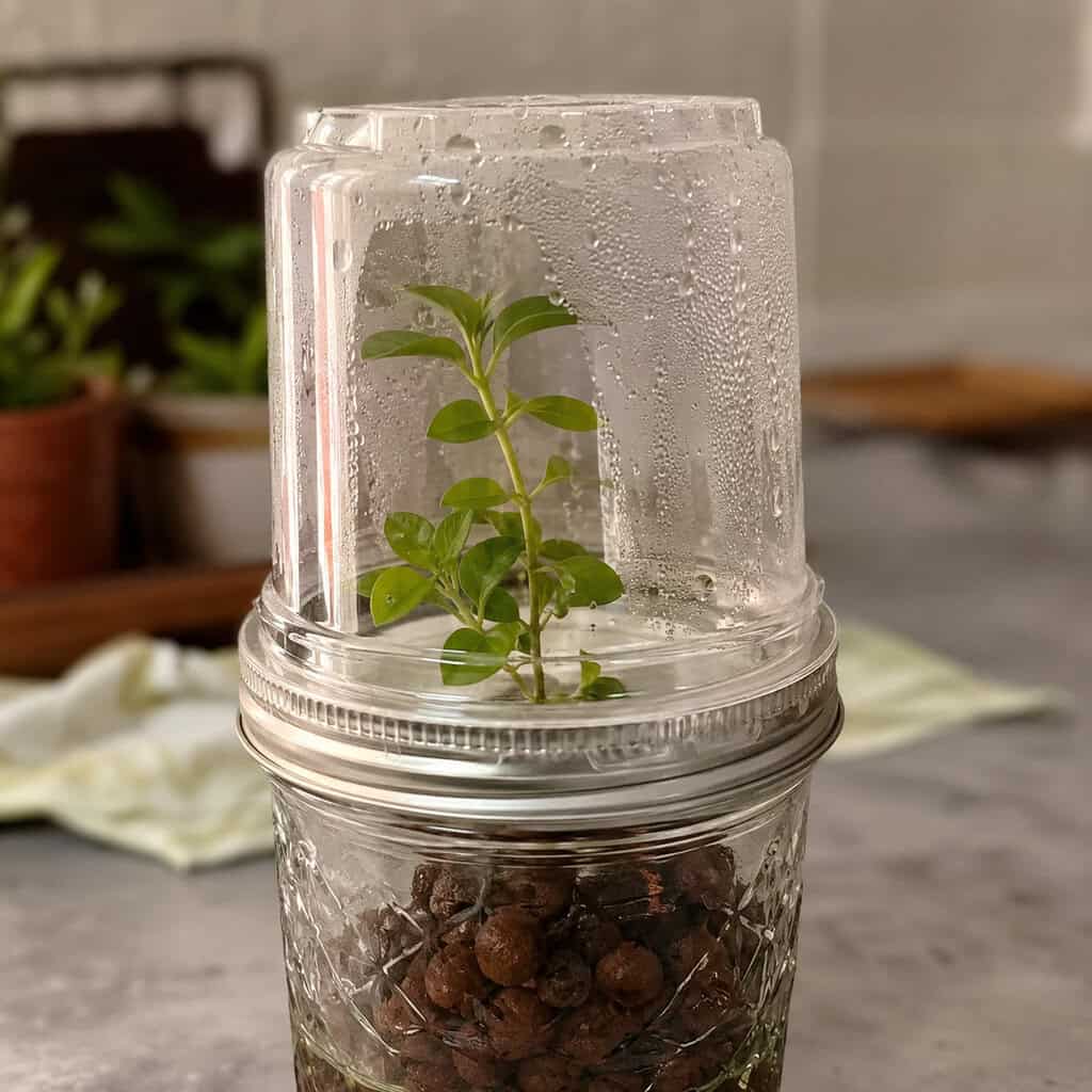 Marjoram