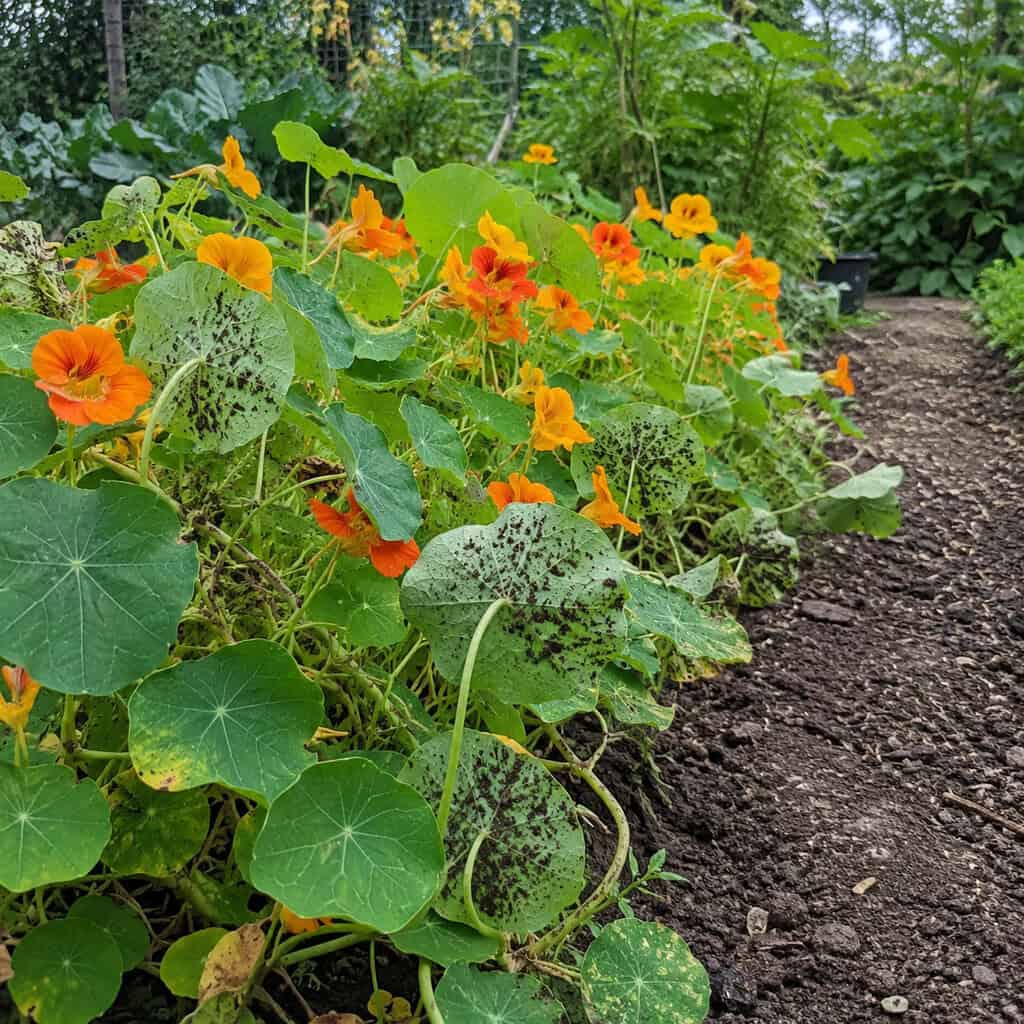 Nasturtiums