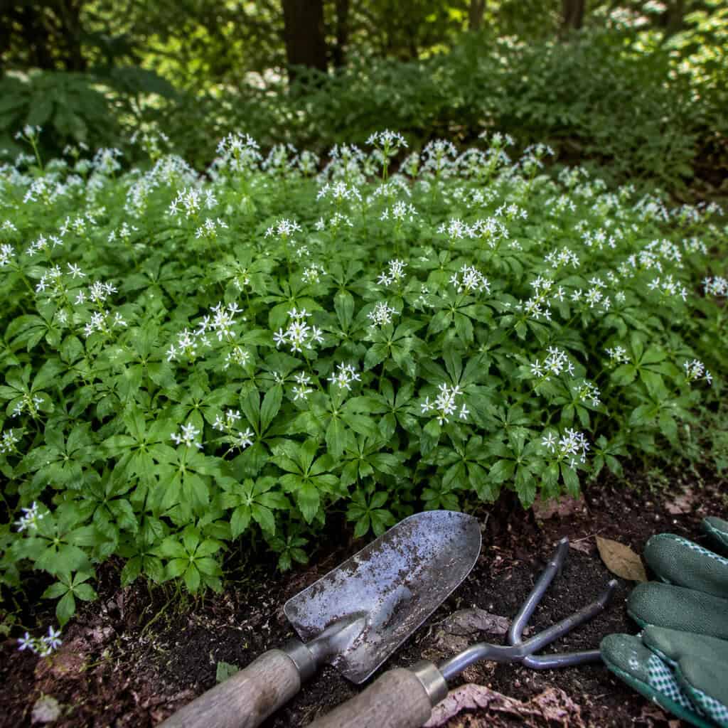 Sweet Woodruff (Galium odoratum)