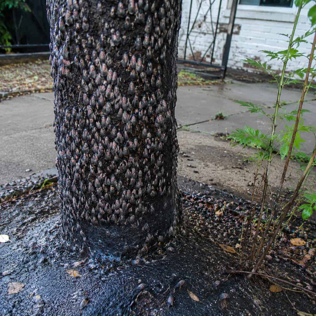 Tree of Heaven