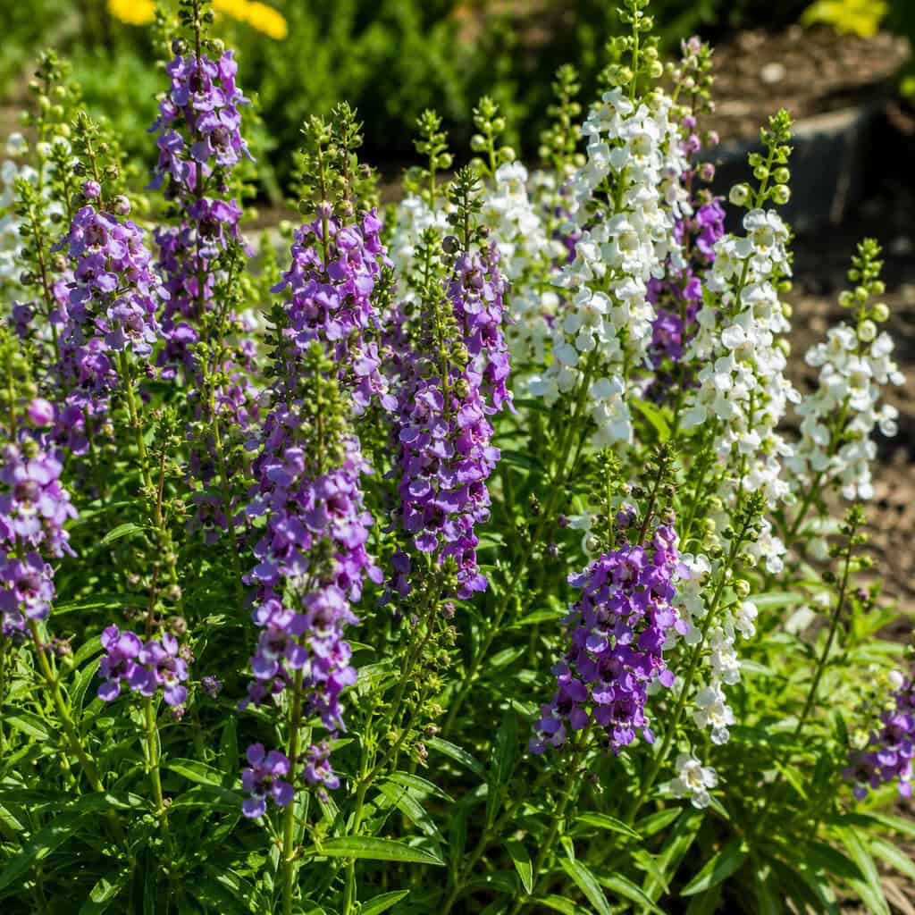 Angelonia (Summer Snapdragon)