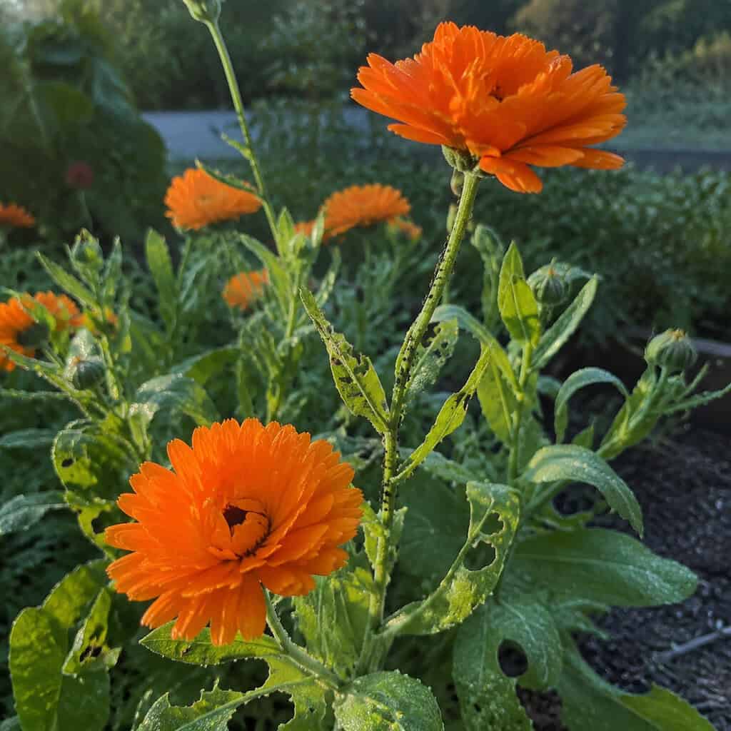Calendula (Pot Marigold)