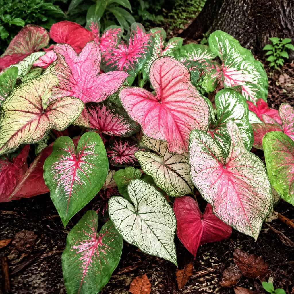 Chameleon Plant (Houttuynia cordata)