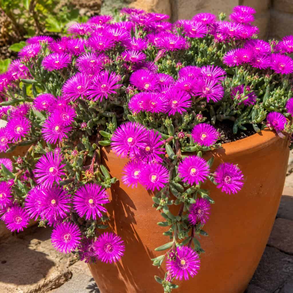 Ice Plant (Delosperma)