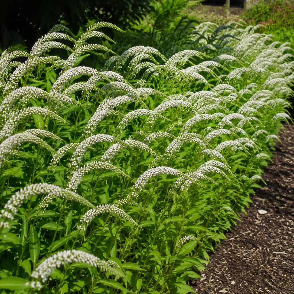 Gooseneck Loosestrife (Lysimachia clethroides)