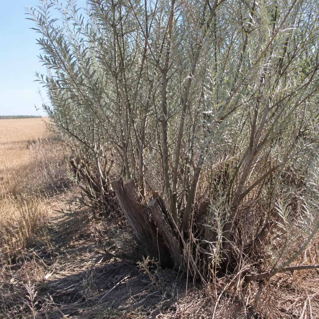 Russian Olive