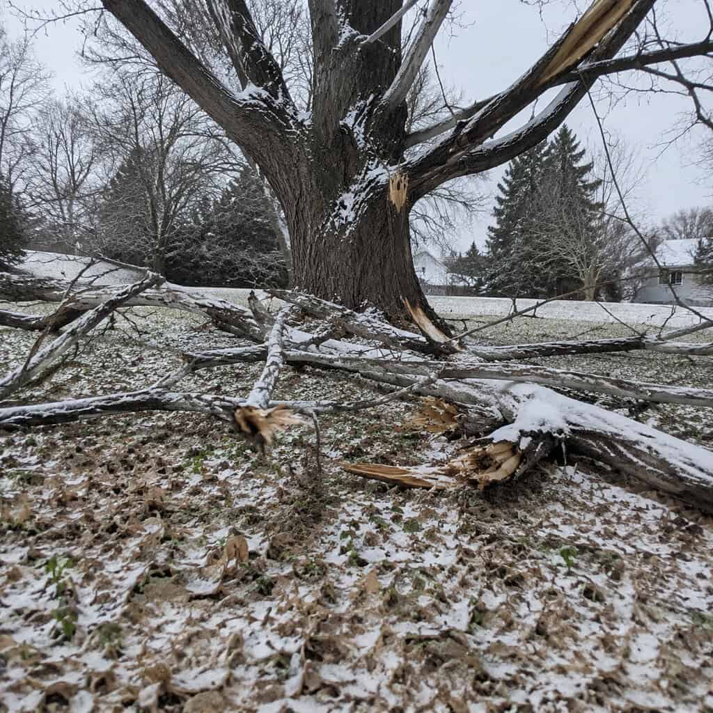 Siberian Elm