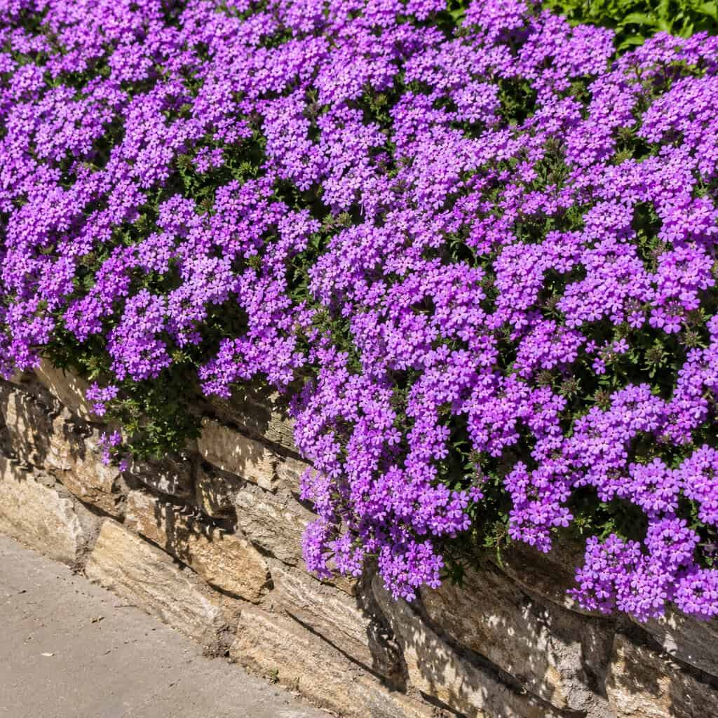 Verbena