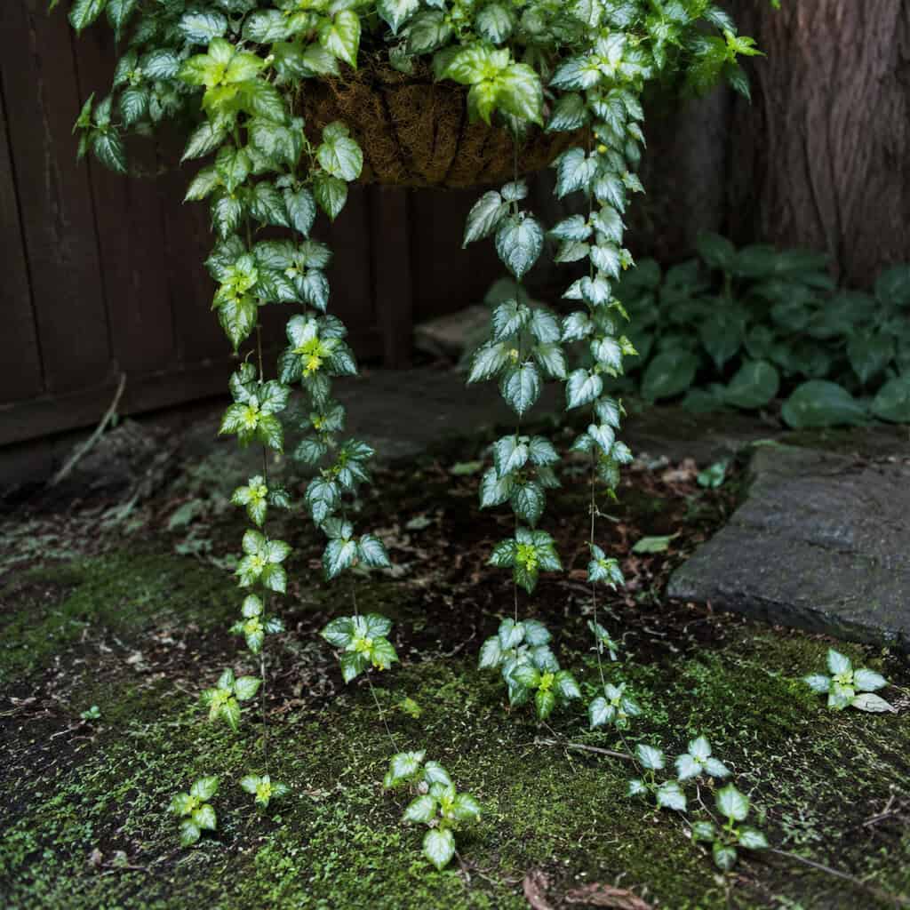 Yellow Archangel (Lamium galeobdolon)