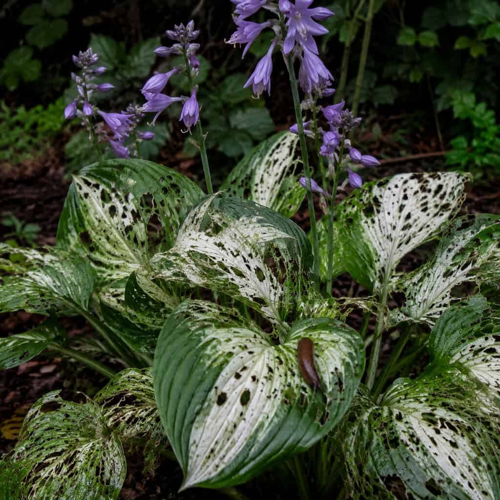 Hostas