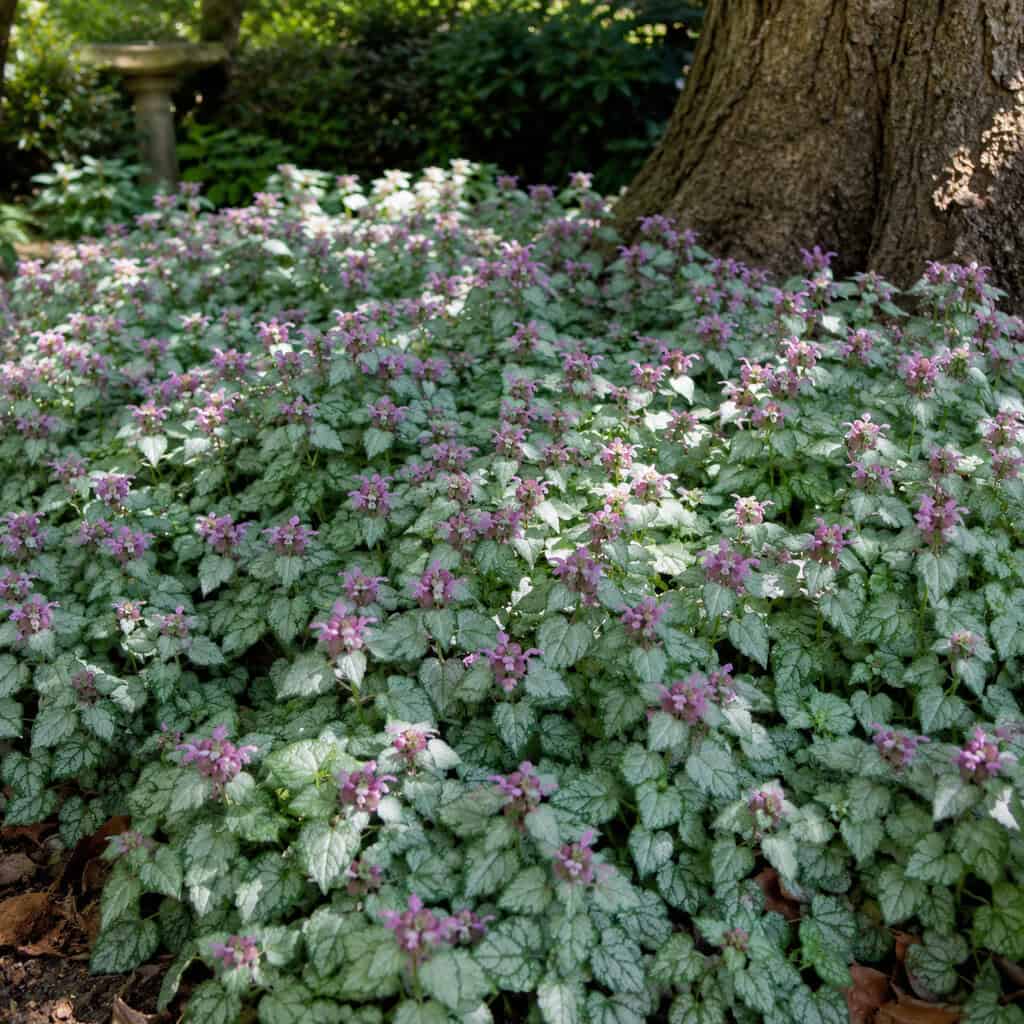 Spotted Deadnettle (Lamium maculatum)