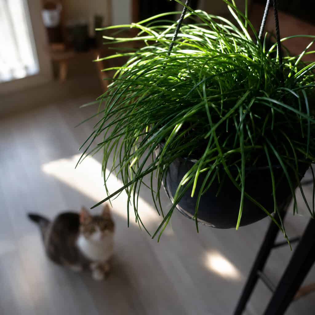 Chives