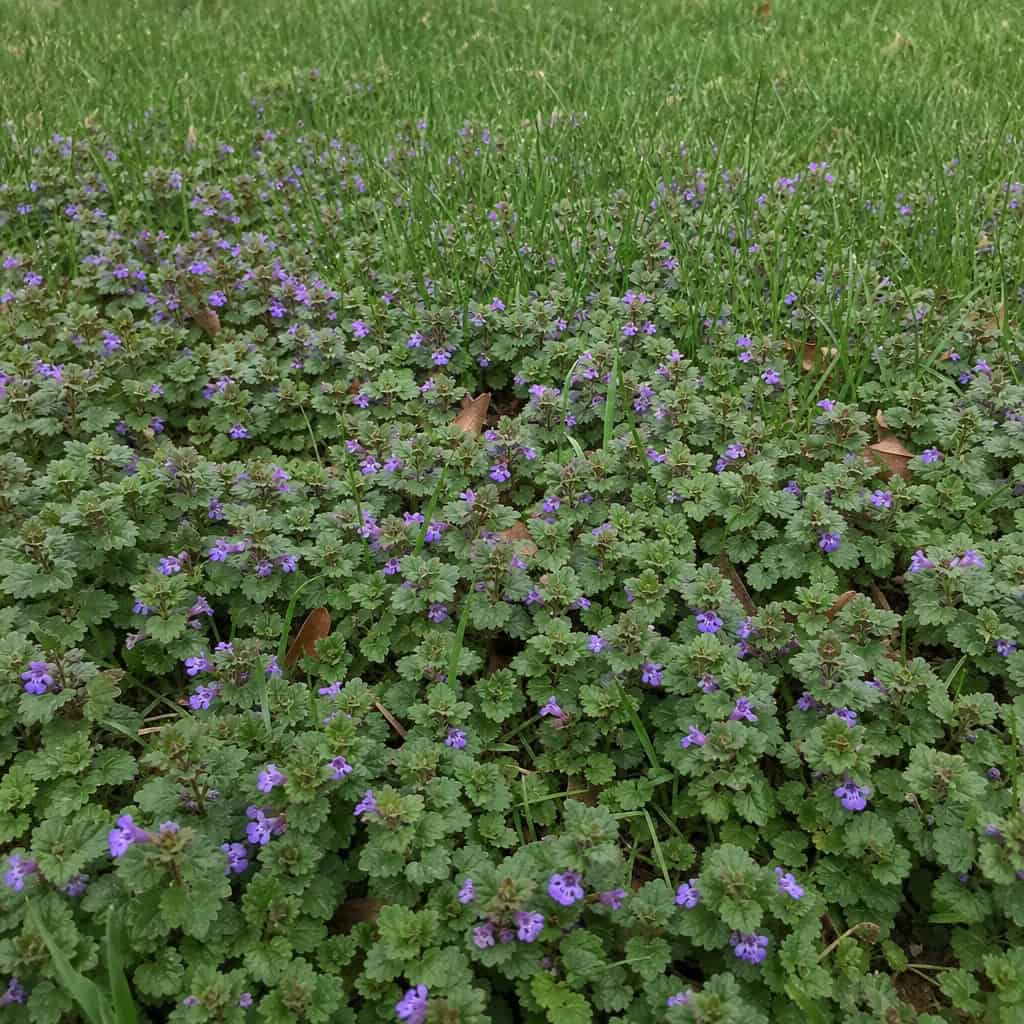 Creeping Charlie / Ground Ivy (Glechoma hederacea)