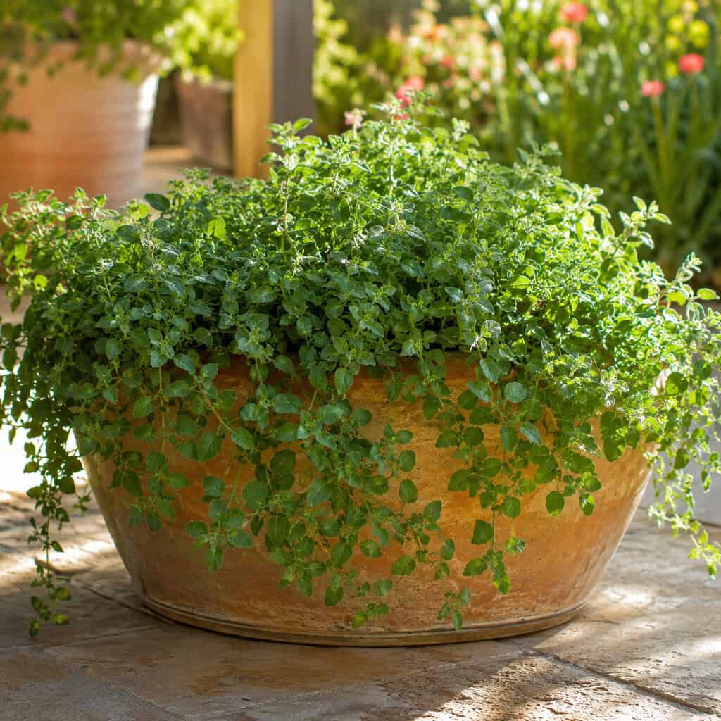 Oregano