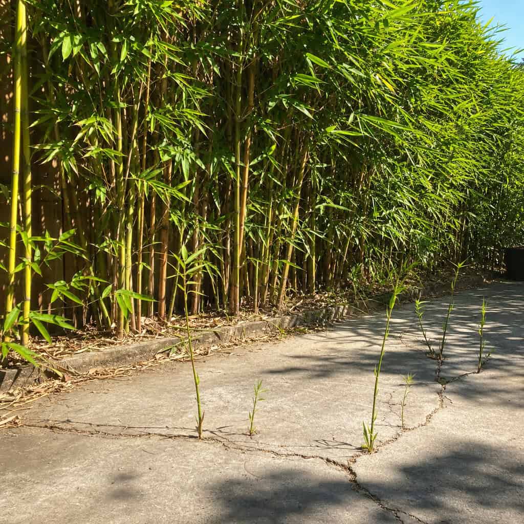 Running Bamboo