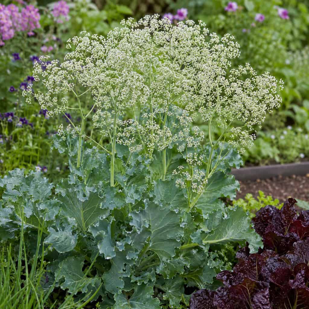 Sea Kale