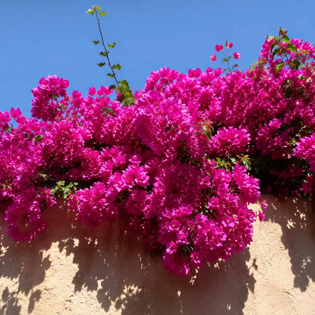 Bougainvillea