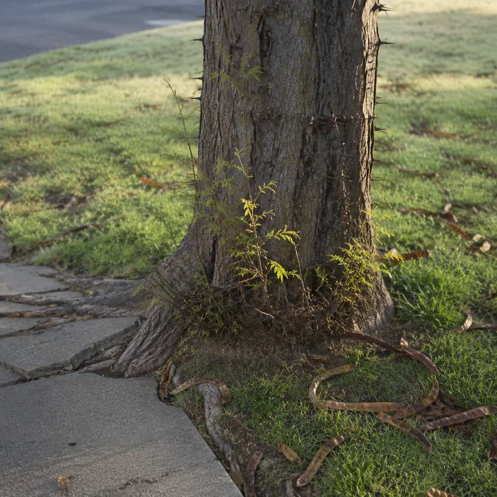 Honey Locust