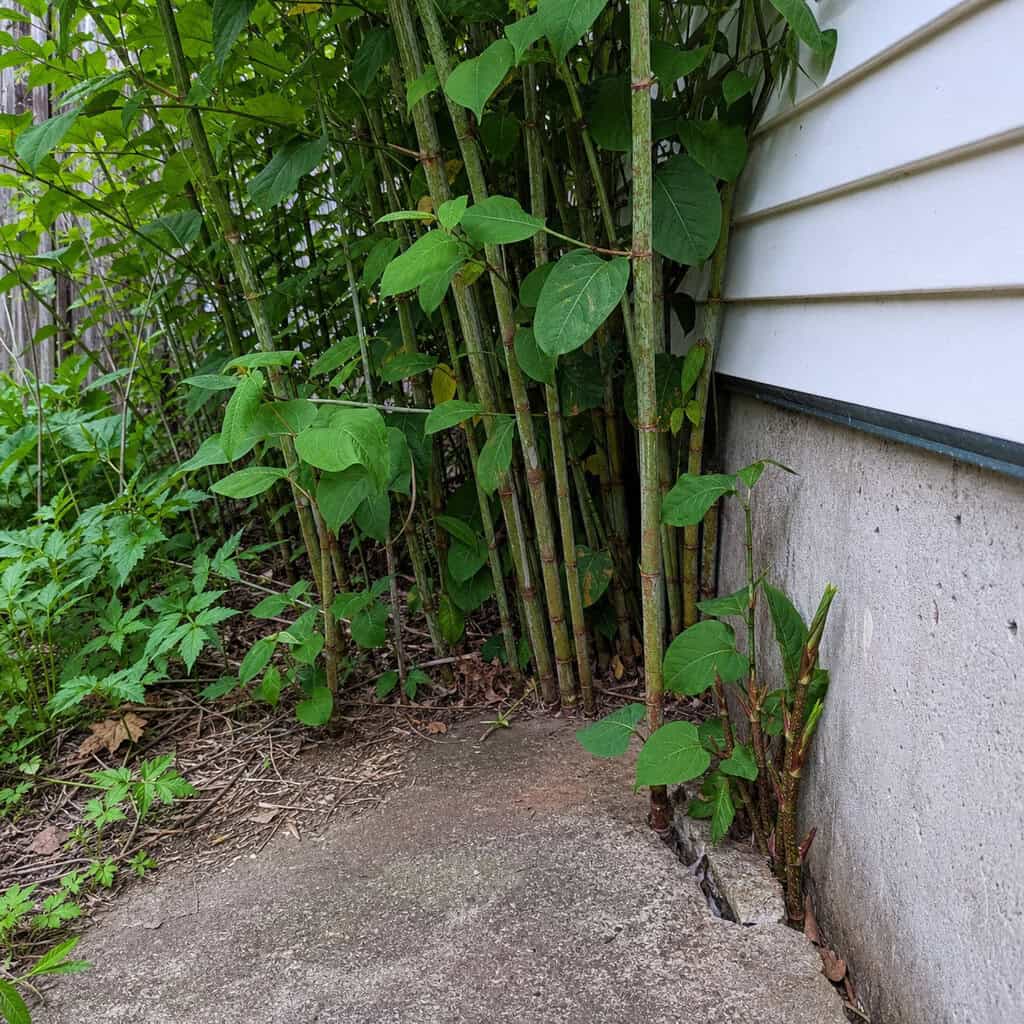 Japanese Knotweed and Invasive Vines