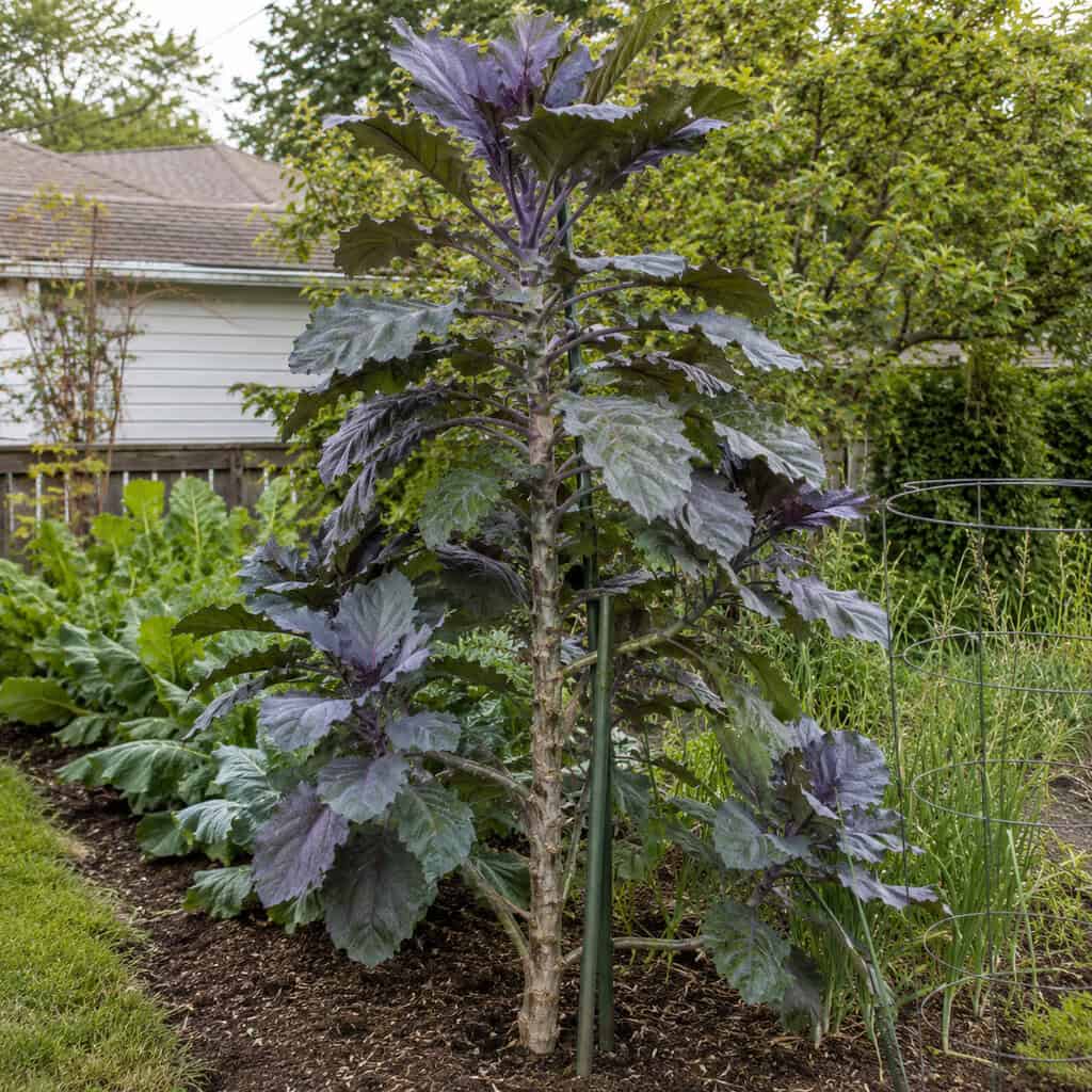 Tree Collards (Perennial Kale)