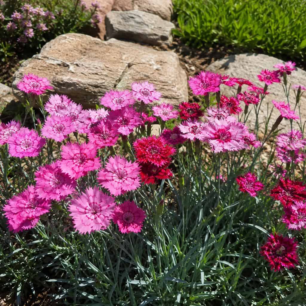 Dianthus (Pinks)