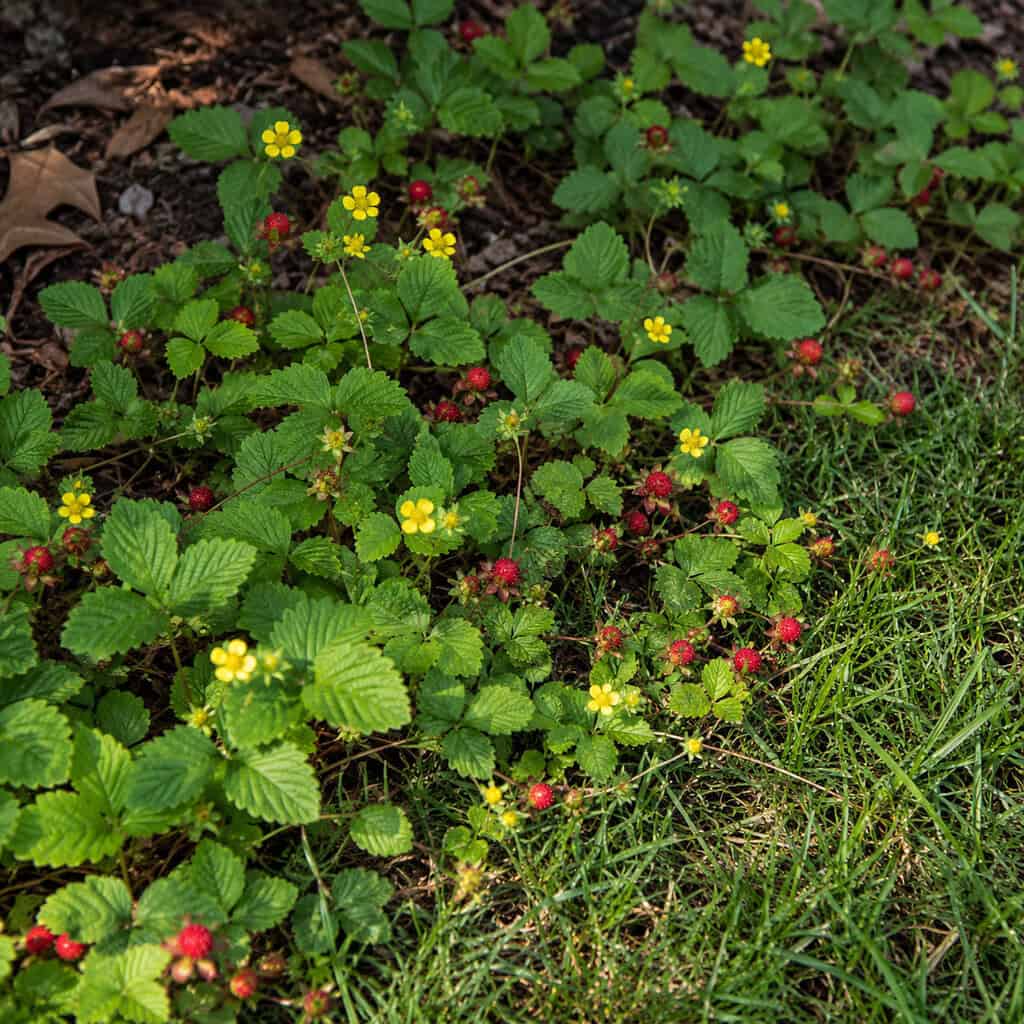 Mock Strawberry (Potentilla / Duchesnea indica)