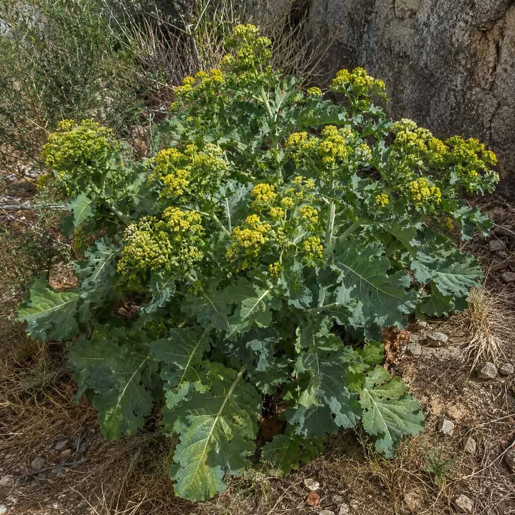 Turkish Rocket