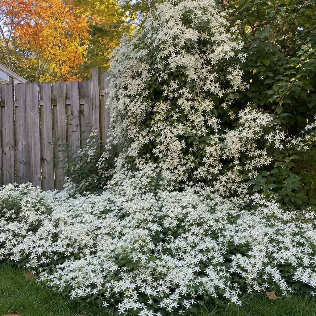 Sweet Autumn Clematis (Clematis terniflora)