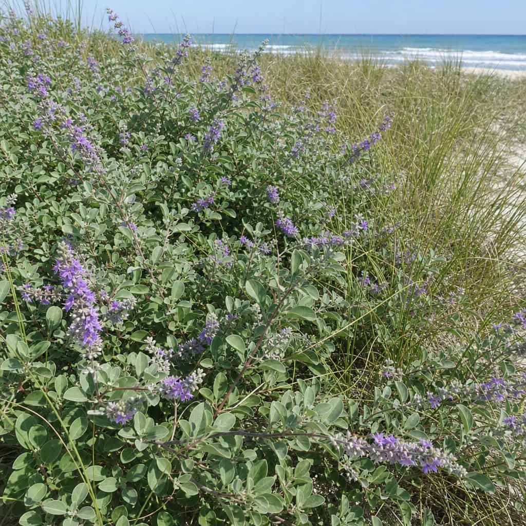 Beach Vitex (Vitex rotundifolia)